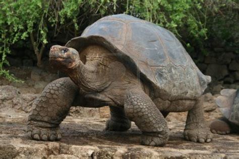 ¿Por Qué las Tortugas Gigantes Viven Tanto Tiempo? - Flipada.com