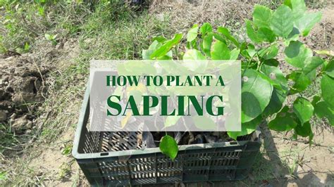 How to plant a sapling - YouTube