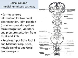 Anatomy of the somatosensory system 2021 PDF.pdf