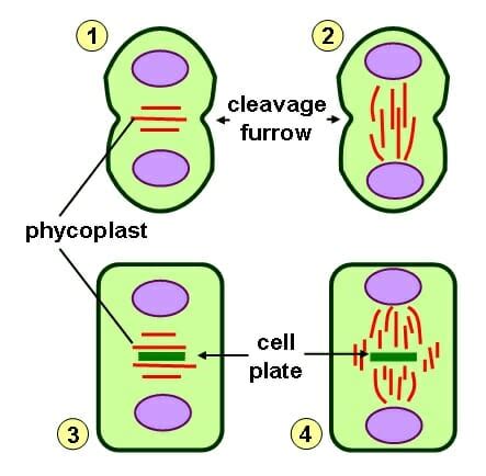 Cleavage Furrow - Definition and Function | Biology Dictionary