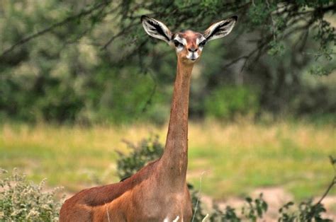 Gerenuk - Alchetron, The Free Social Encyclopedia