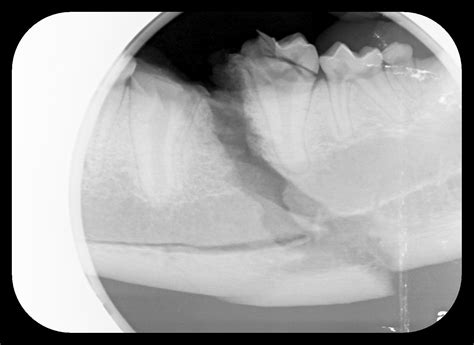 Oral Fracture Repair: Wiring and Composite Splint - Animal Dental ...