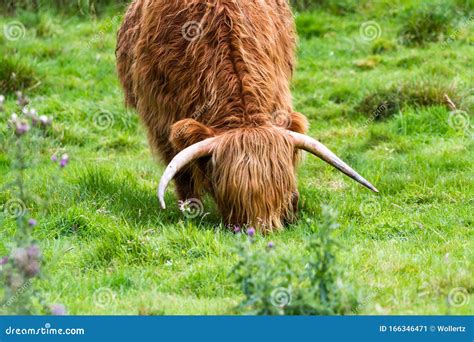 Highland bull in Scotland stock image. Image of bull - 166346471