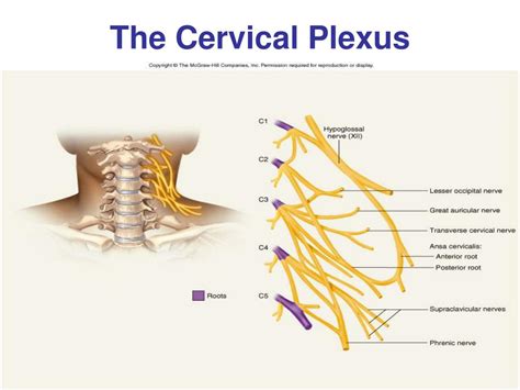 Cervical Plexus