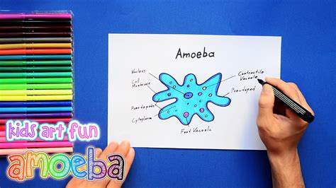 How to draw and color amoeba | Art for kids, Science drawing, Drawings