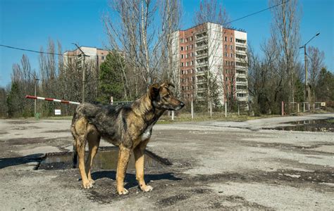 Dogs in Chernobyl are evolving faster, new study claims