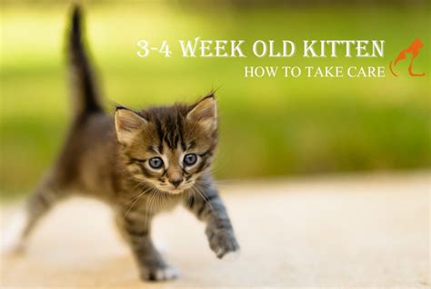 How to Take Care of 3-4 Week Old Kittens