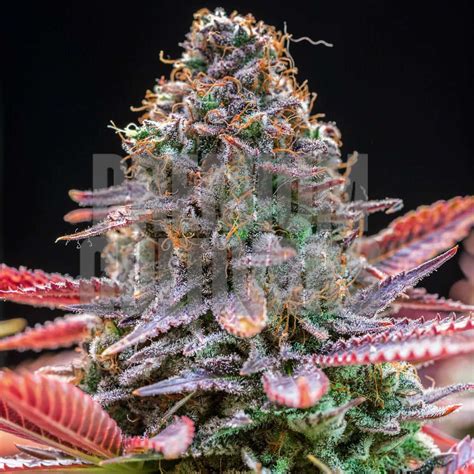 Buy Rainbow Runtz Seeds | EXCLUSIVE | Premium Cultivars