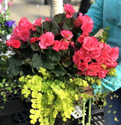 Begonia Mix Hanging Basket — Altum's — Garden Center — Zionsville, IN