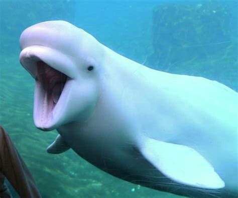 Opinion: Who are belugas? The answer is in the wild