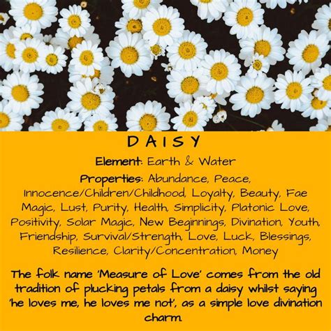 Daisy Magical Properties#daisy #magical #properties | Magic herbs ...