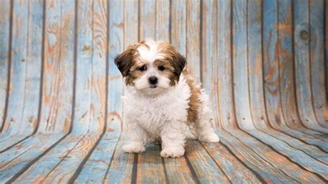 Shih Tzu Poodle Mix: Understanding the Charming Shih Poo