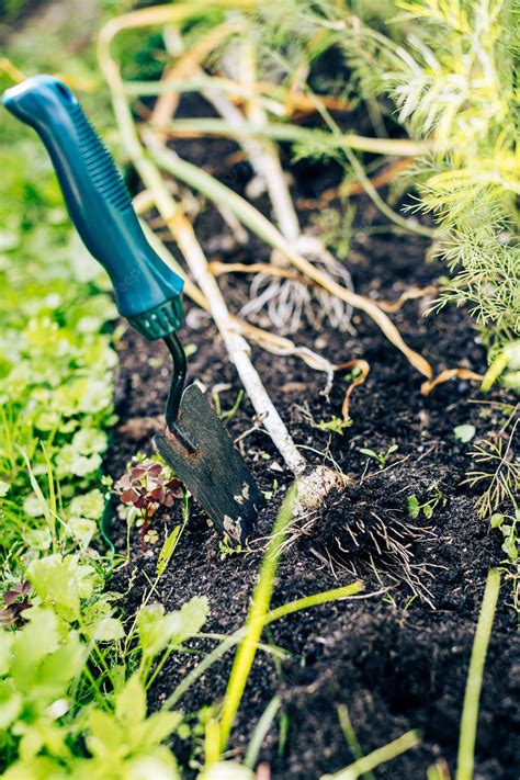 Premium Photo | Harvesting garlic in garden organic farming concept