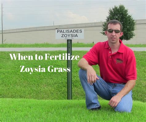 When to Fertilize Zoysia Grass - Houston Pearland Sugar Land Katy