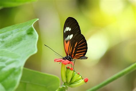 Orange Black Butterfly Free Stock Photo - Public Domain Pictures