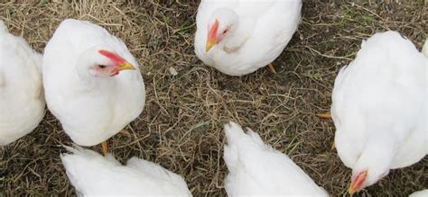 Flu Burung, Deteksi Dini dan Penanganannya - Dokter Sehat