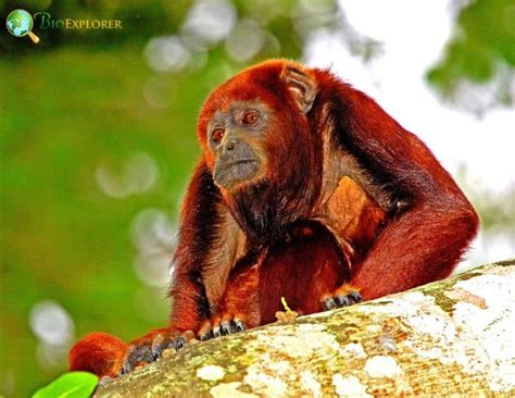 Red howler monkey Characteristics | Alouatta seniculus Diet & Facts