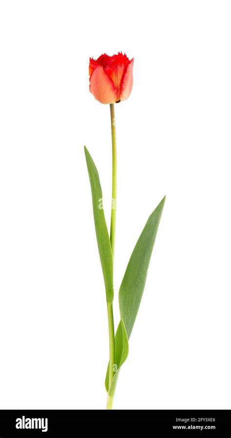 Tulip flower on a long stem with leaves, isolated on white background ...