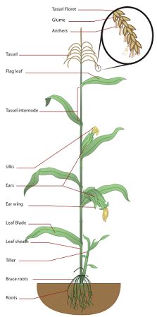 Corn Anatomy, Parts & Growth | Study.com