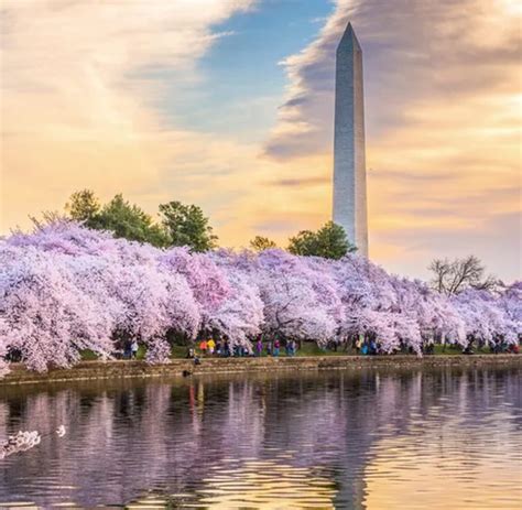 Washington DC - Cherry Blossom Festival (2023) Bus Trip - Sublime Tours