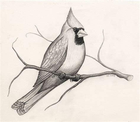 1-SESSION: ADULT BEGINNER'S DRAWING WORKSHOP: HOW TO DRAW A CARDINAL - Pay What You Wish - The ...