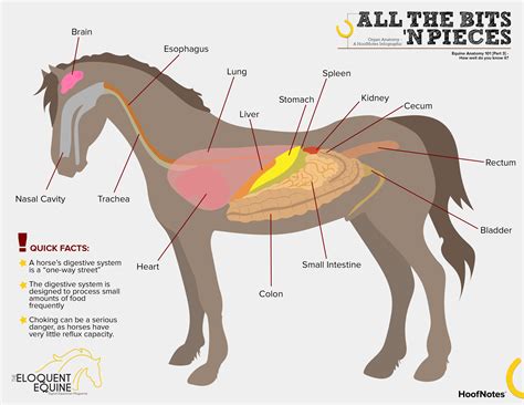 Just The Basics About A Horse Digestive System - Horses & Foals