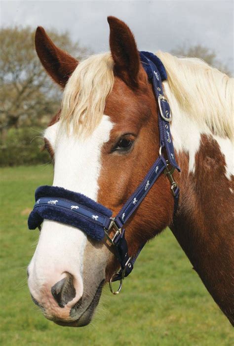 Rhinegold Padded Head Collar - Elite Equestrian