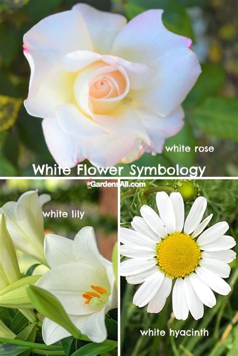 White Flower Meanings and Symbolism - GardensAll