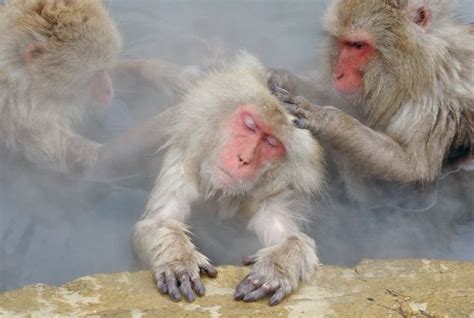 japanese snow monkeys | Snow monkey, Snow monkeys japan, Monkey