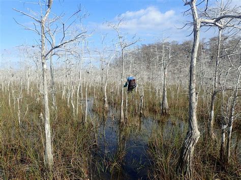 Big Cypress Bend Boardwalk | Florida Hikes!