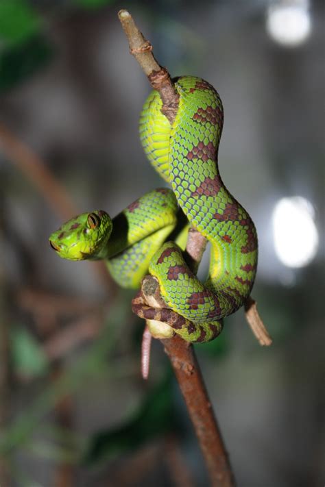 Pin by Anne Fogleman on Reptiles | Pretty animals, Pit viper, Reptiles pet