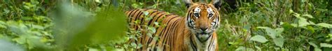 Karnataka Wildlife Tourism Guide- Wildlife Sanctuaries in Karnataka