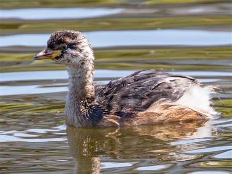 Australasian Grebe - eBird