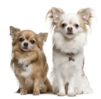 Home - Chihuahua Training Tips