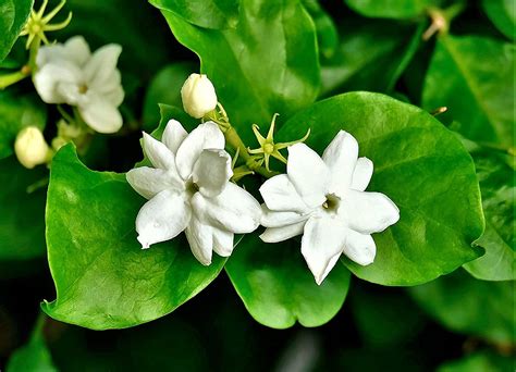 Sampaguita Leaves