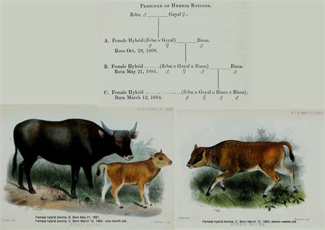 Hybrid Bovines