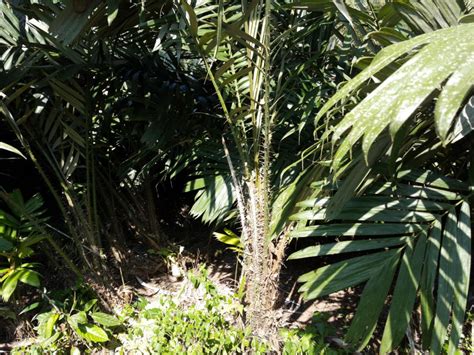 Salak in cultivation on Java - DISCUSSING PALM TREES WORLDWIDE - PalmTalk