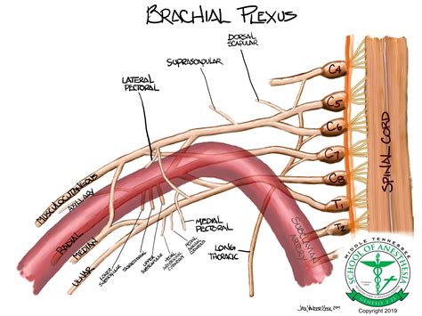 Brachial Plexus Anatomy | Neuraxiom