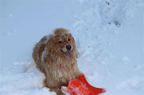 My dog, Daisy - The Snowball Effect