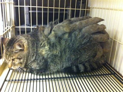 Seeing Matts And Pelts From A Cat's Perspective - Katzenworld