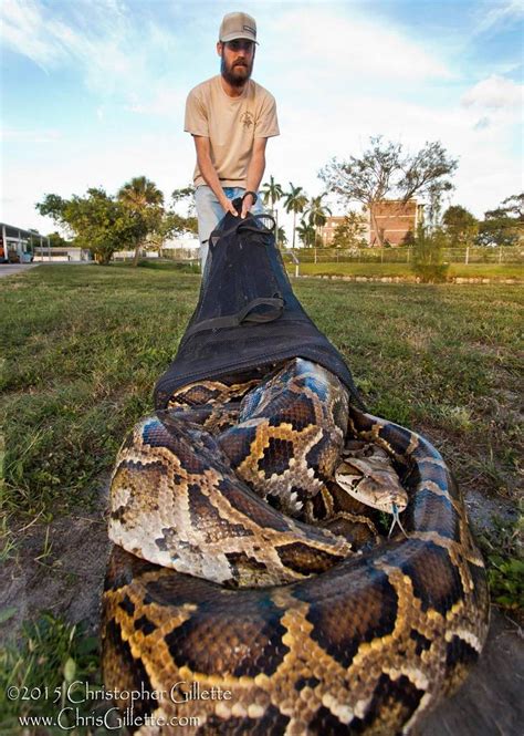 Huge Python Captured in Everglades Florida