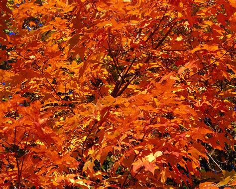 Pin by Sharon Voorhees on Autumn Beauty | Orange leaf, Autumn leaves wallpaper, Orange art