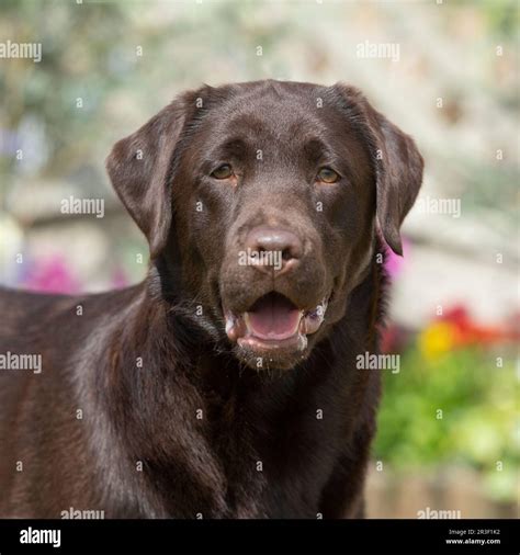 labrador retriever, chocolate Stock Photo - Alamy