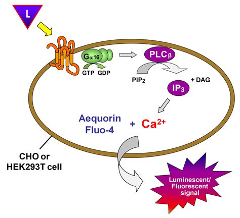 Peptide c; C Peptide; C Peptide, Proinsulin; Connecting Peptide; C ...