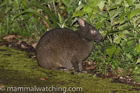 Amami Island & Tateshina Trip Report, Japan 2016 – Mammal Watching