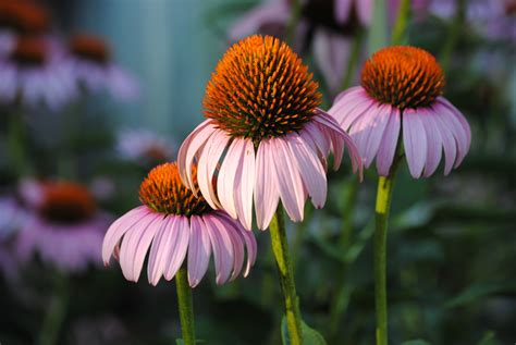 Purple Coneflowers