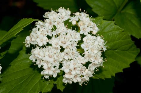 Viburnum rafinesqueanum (Downy arrowwood)