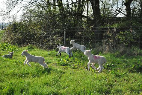 spring lambs – Biodynamic Agricultural College