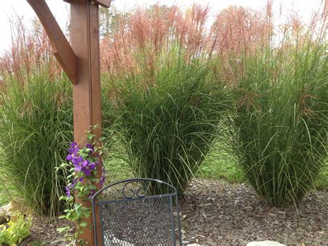 Planting and dividing ornamental grasses... Probably one of the most forgiving, and eye catching ...