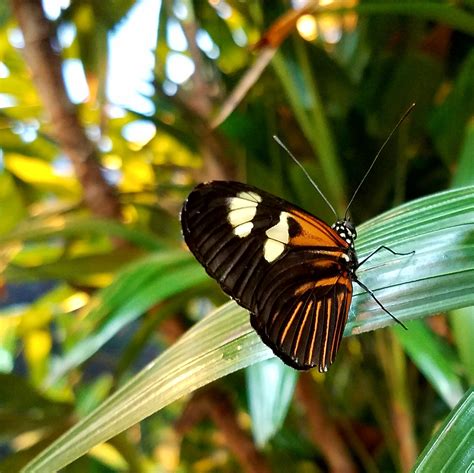 Butterfly Magic at the Milwaukee Public Museum - Life as a Field Trip